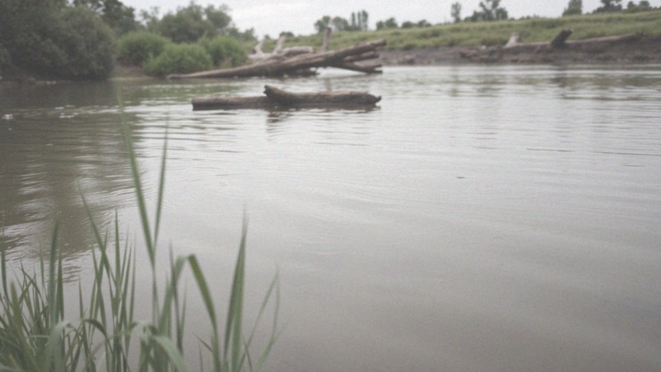 Dlaczego panga jest uznawana za rybę wszystkożerną?