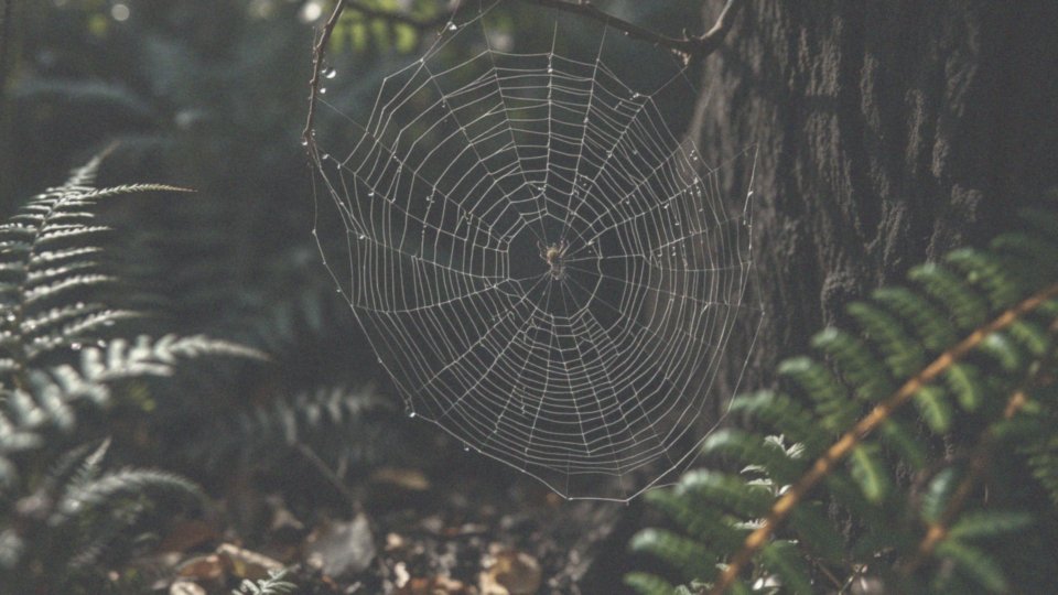 Jakie są przyczyny arachnofobii?