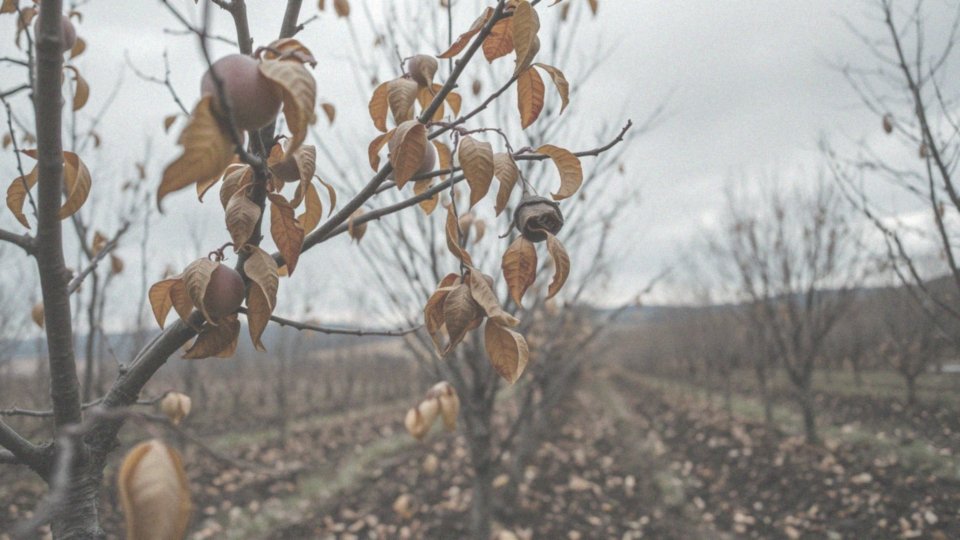 Jakie są skutki cięcia brzoskwini w jesieni?