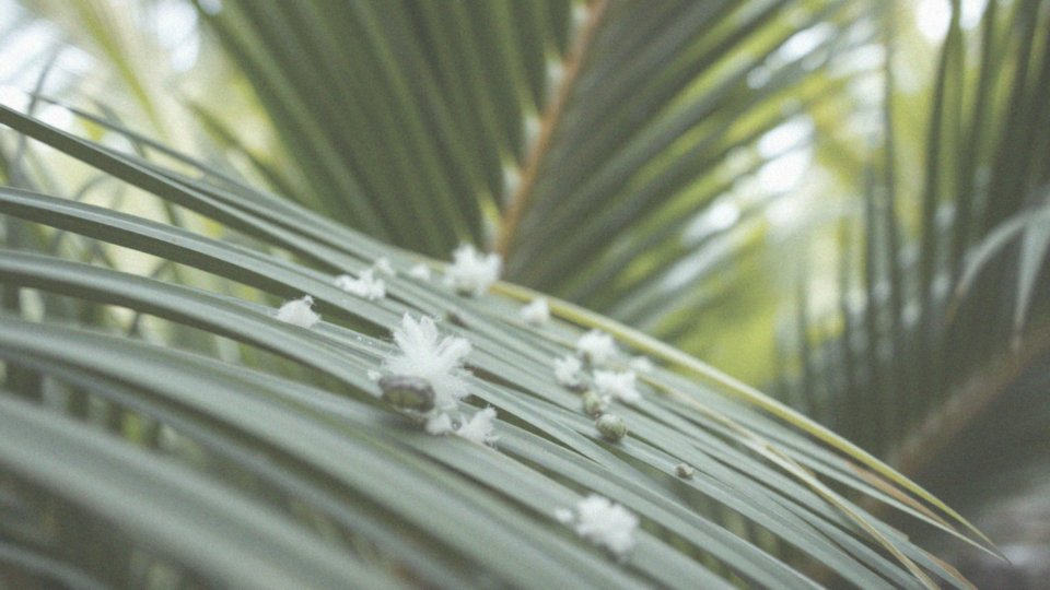 Co to są wełnowce i jak wpływają na palmy?